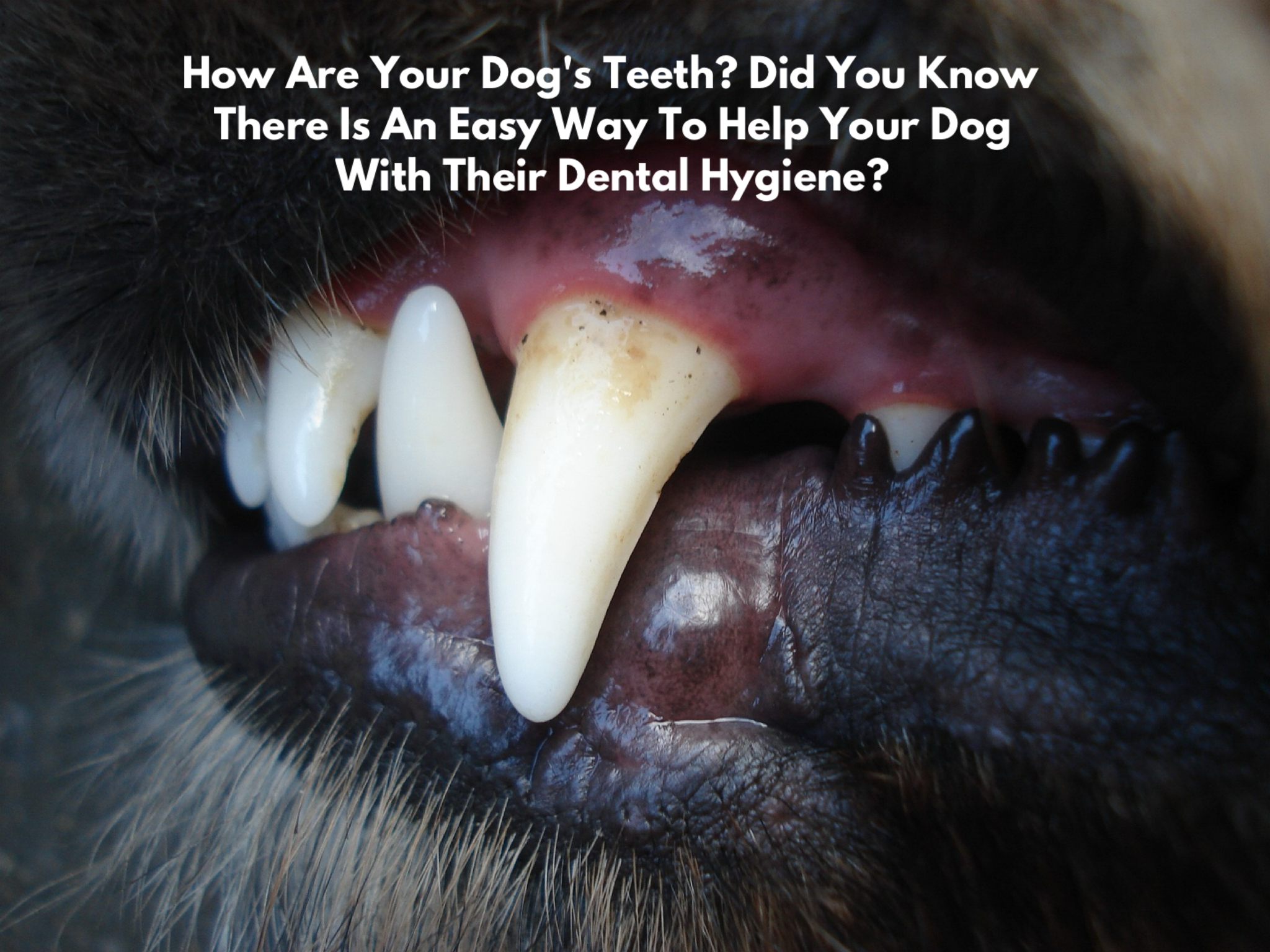 How Are Your Dog's Teeth? Did You Know There Is An Easy Way To Help Your Dog With Their Dental Hygiene?