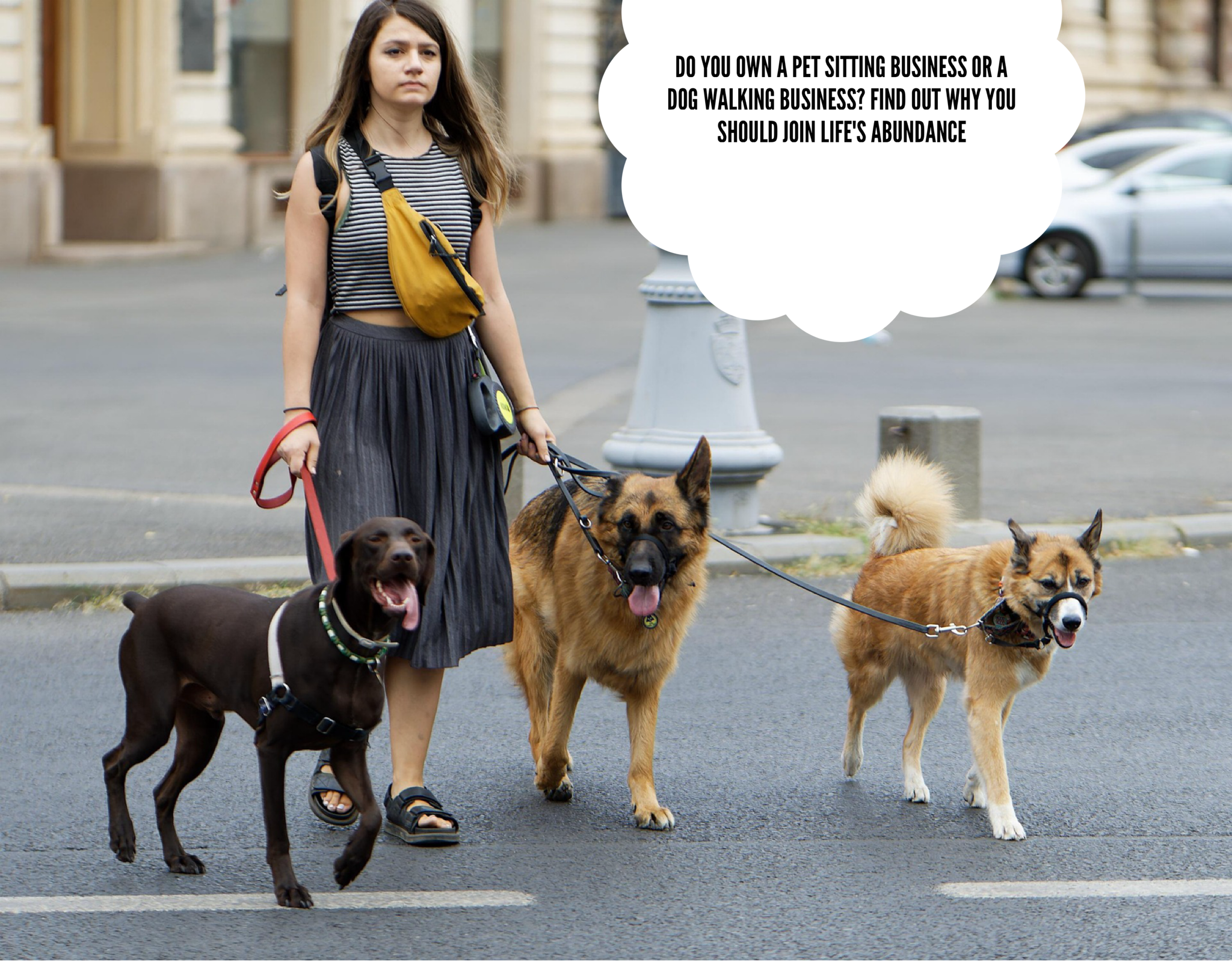 Do You Own A Pet Sitting Business Or A Dog Walking Business? Find Out Why You Should Join Life's Abundance