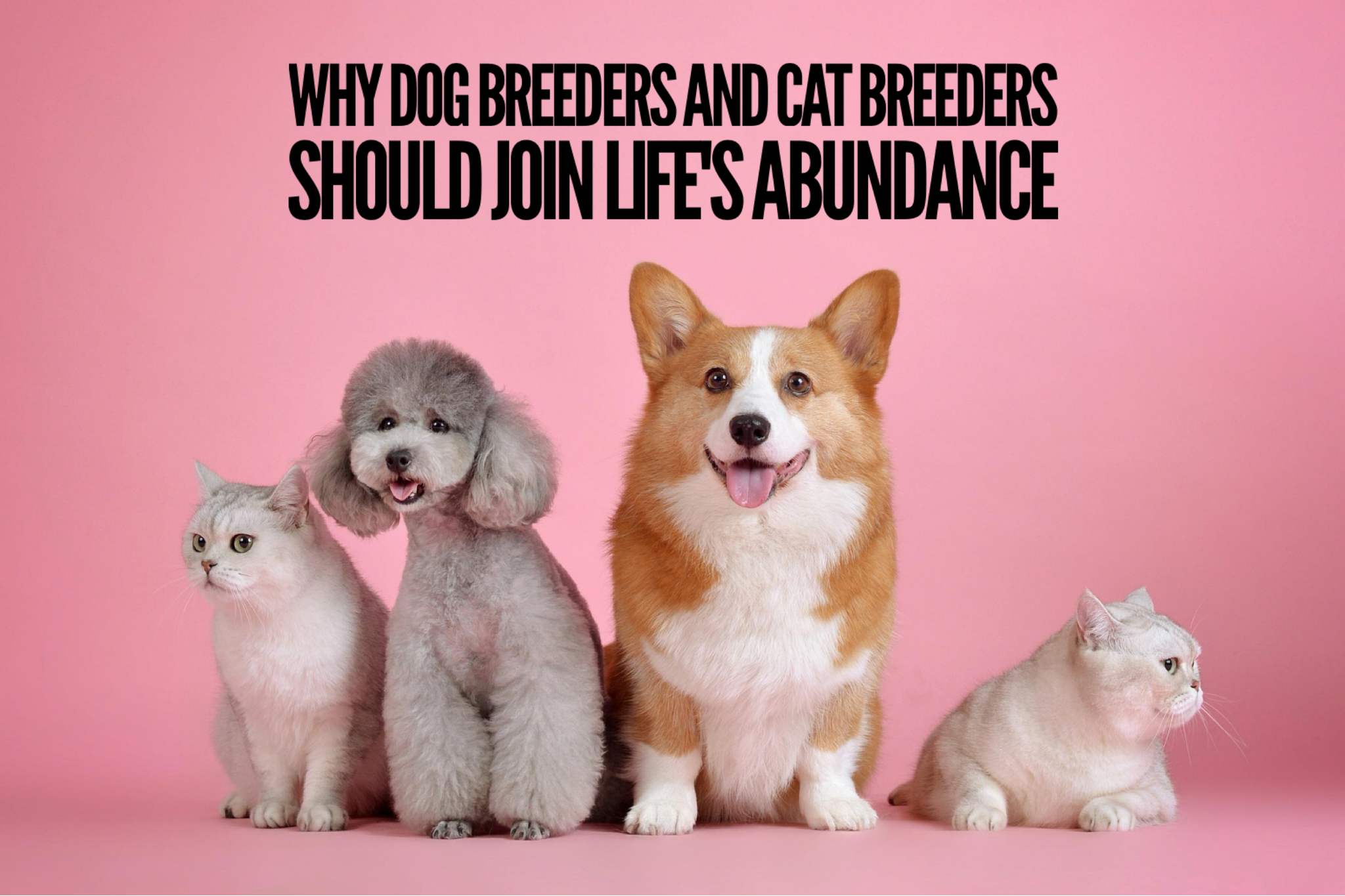 Why Dog Breeders And Cat Breeders Should Join Life's Abundance