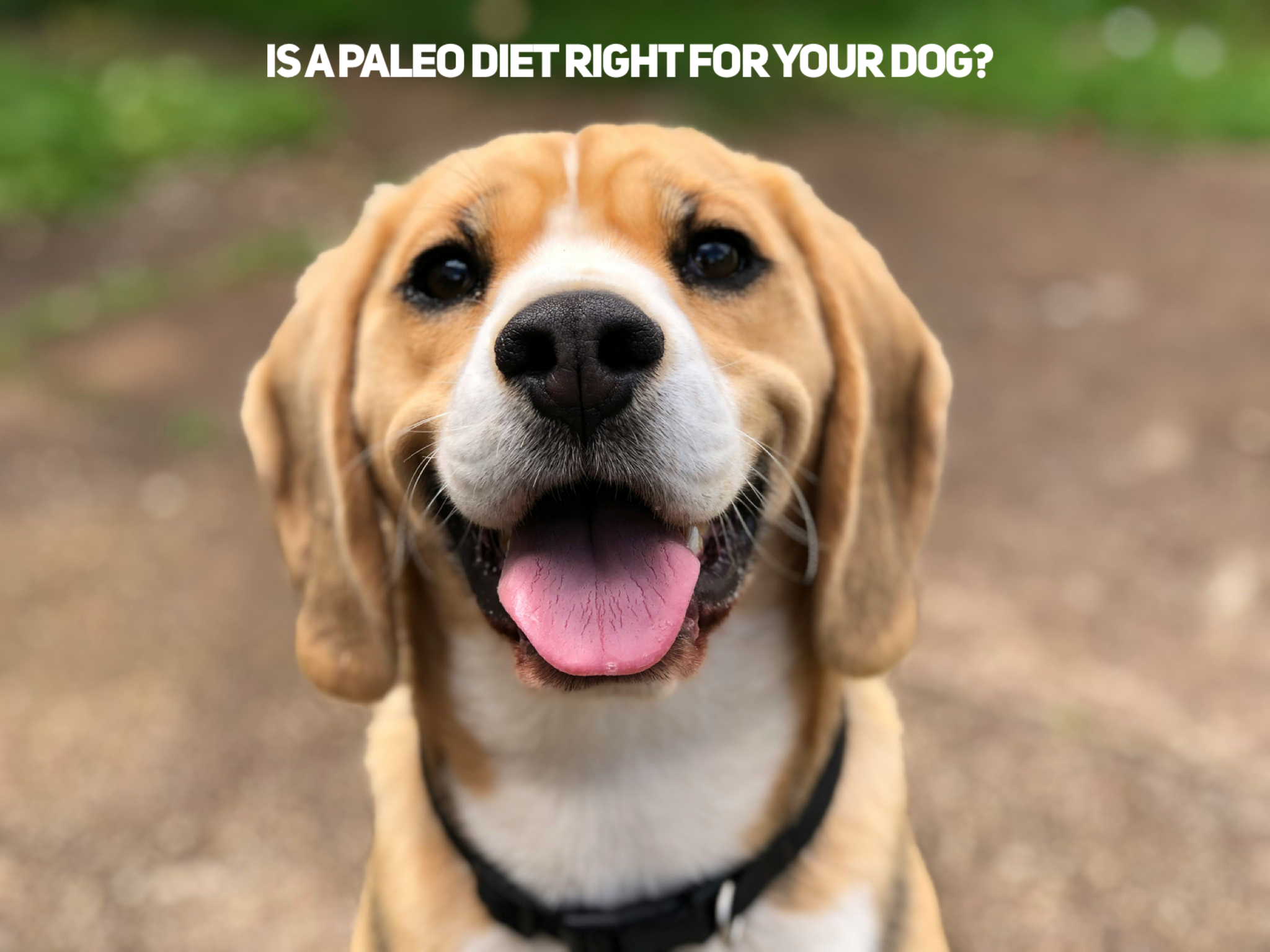Is A Paleo Diet Right For Your Dog?