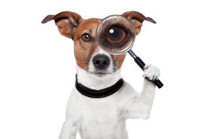 How Much Does It Cost Per Day Or Month To Feed Life's Abundance Dog Food