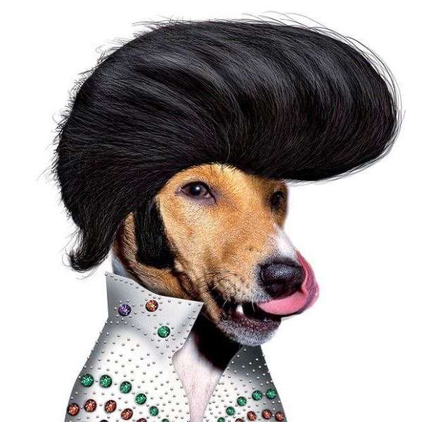 Thank You. Thank You Very Much. Be Like Elvis Dog And Grab Some Healthy Treats!