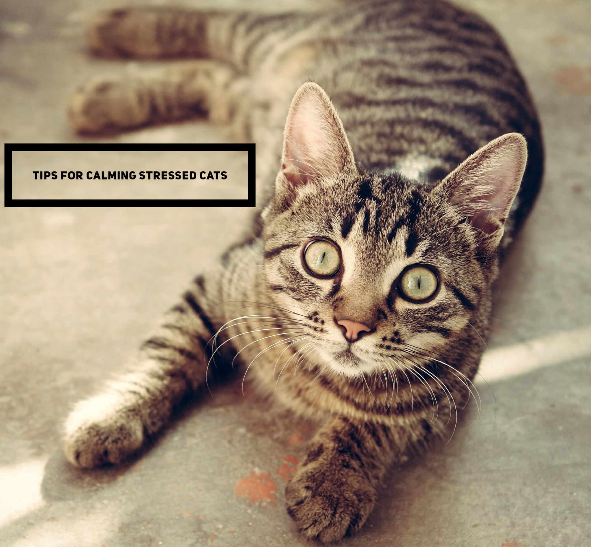 Tips For Calming Stressed Cats