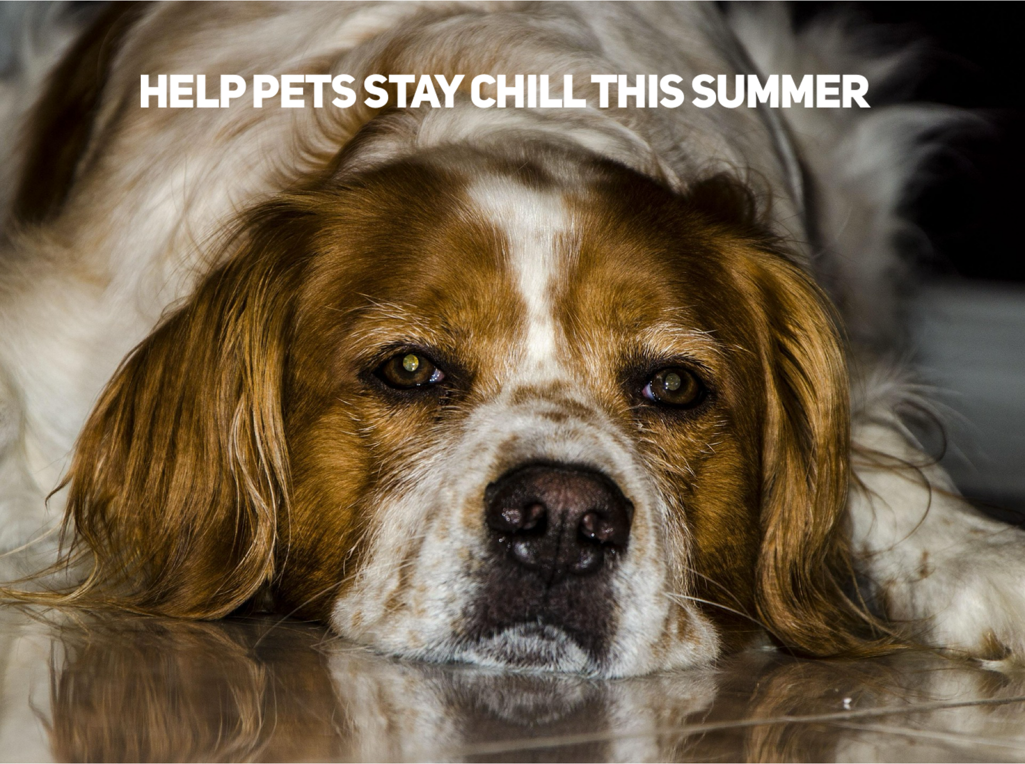 Help Pets Stay Chill This Summer