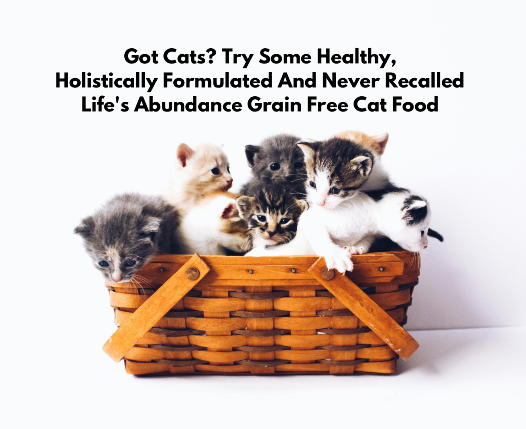 Got Cats? Try Some Healthy, Holistically Formulated And Never Recalled Life's Abundance Grain Free Cat Food