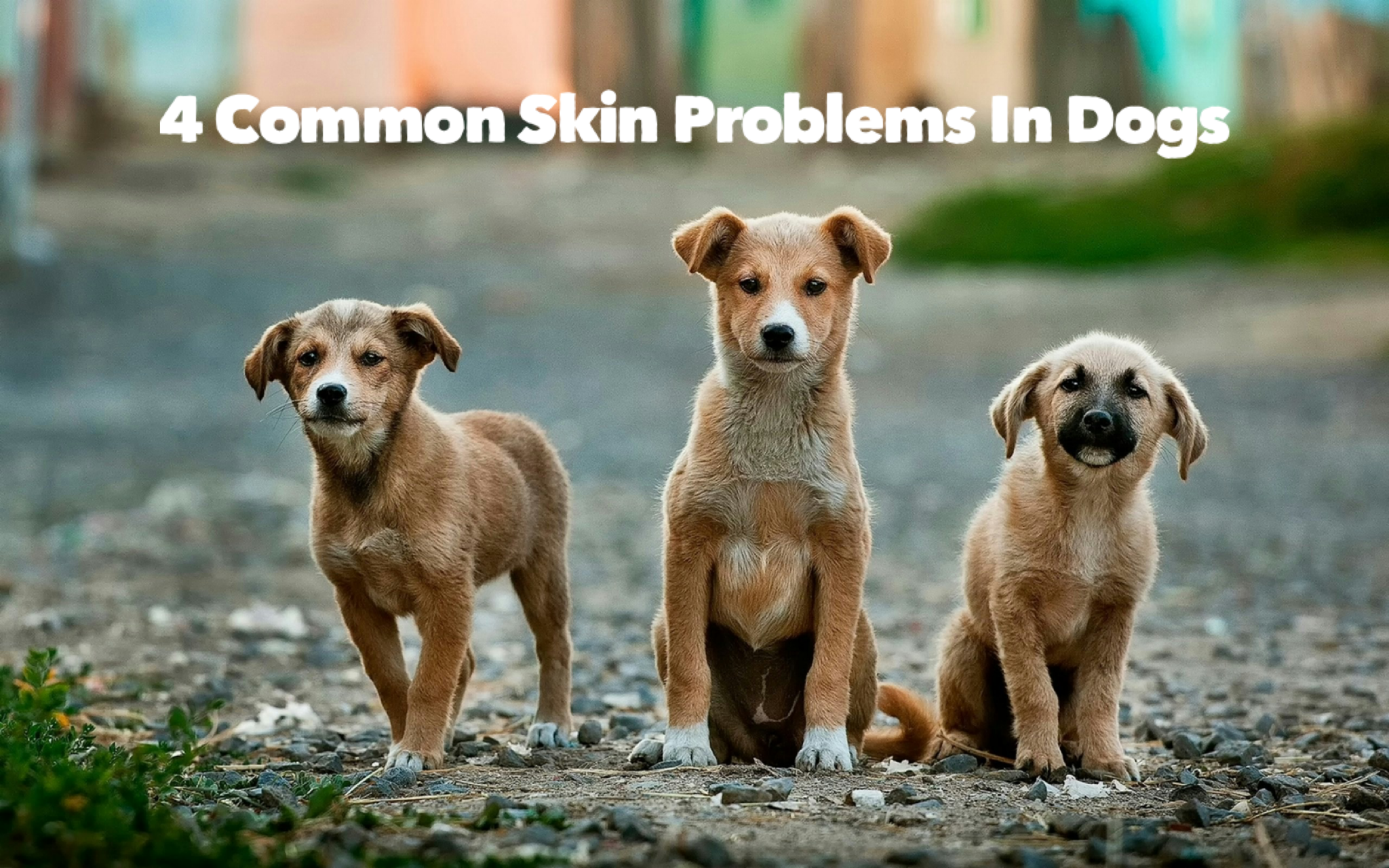 4 Common Skin Problems In Dogs