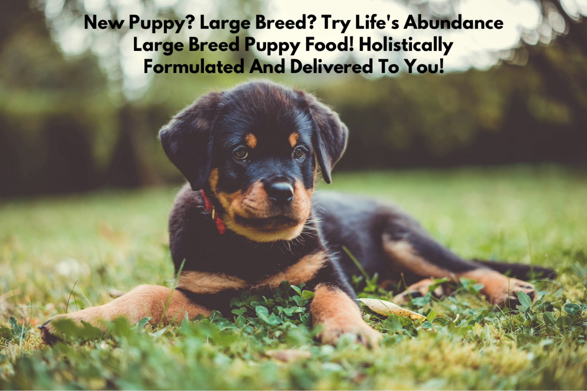 New Puppy? Large Breed? Try Life's Abundance Large Breed Puppy Food! Holistically Formulated And Delivered To You!