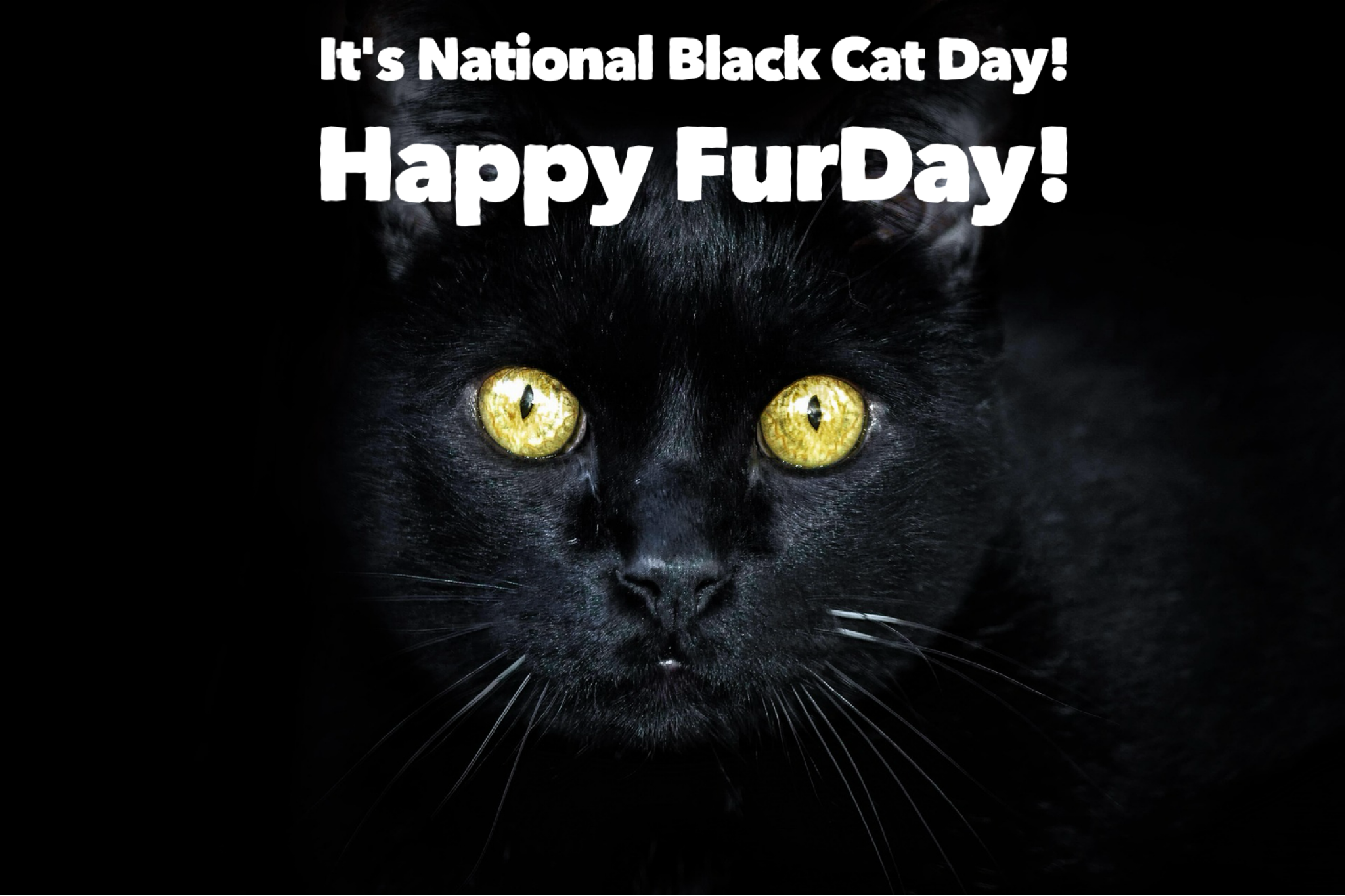 It's National Black Cat Day! Happy FurDay!