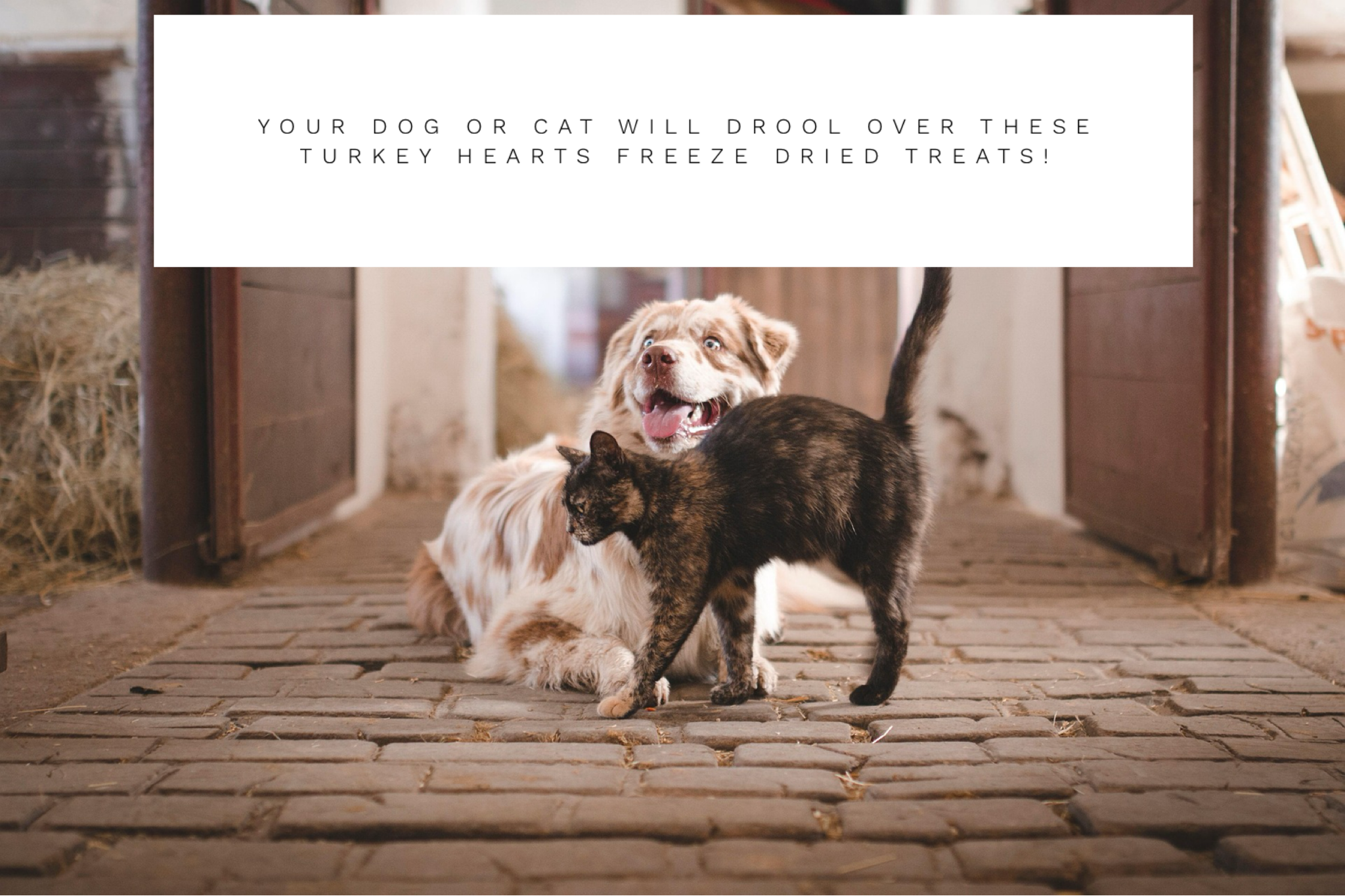 Your Dog Or Cat Will Drool Over These Turkey Hearts Freeze Dried Treats!