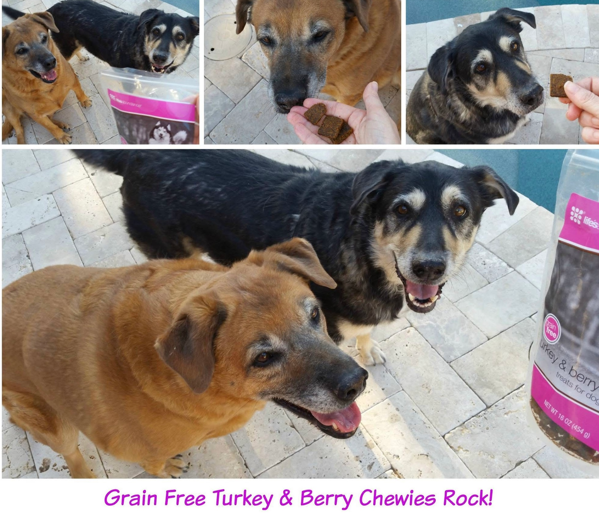 Looking For Drool Worthy Dog Treats?