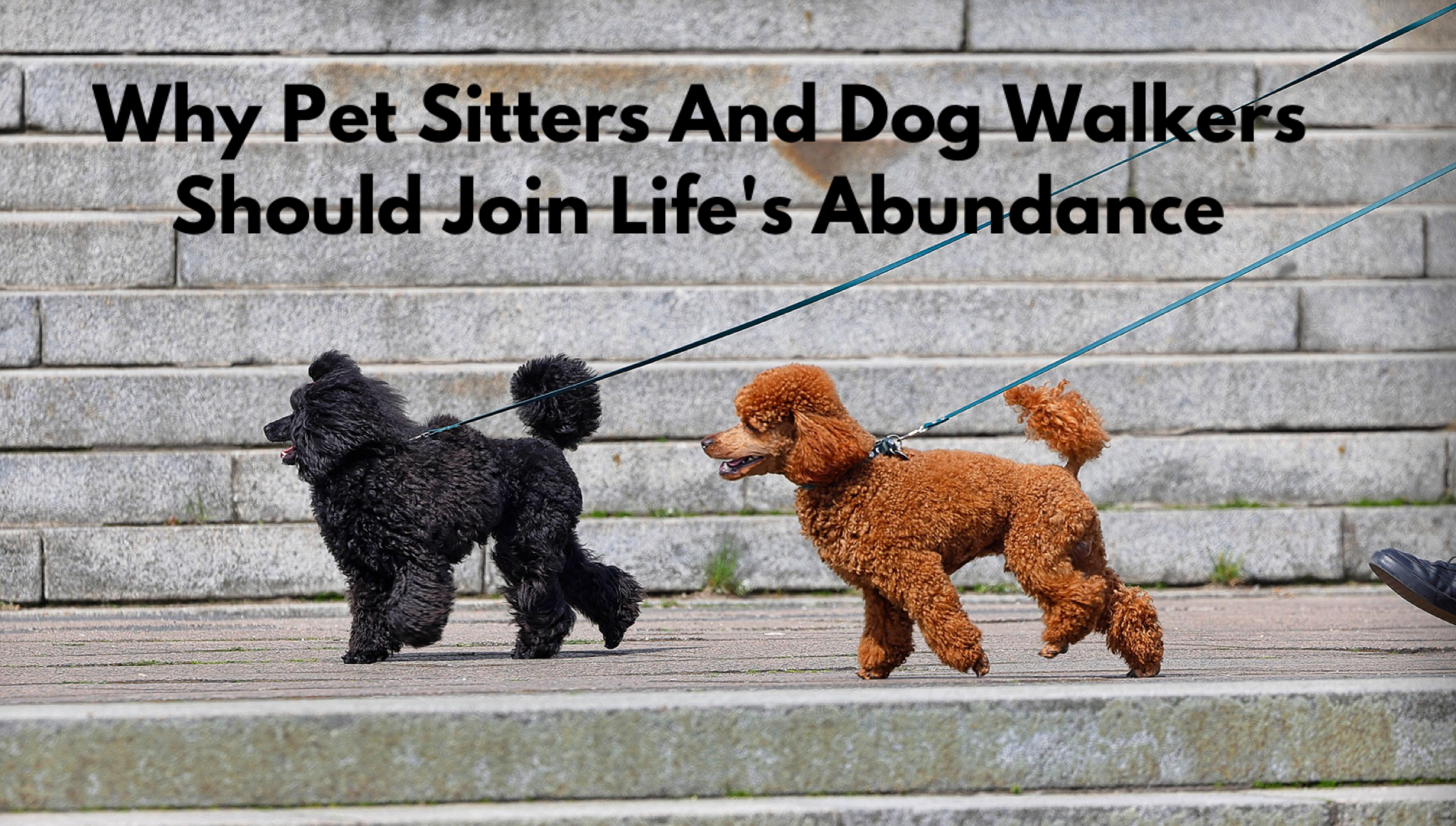Why Pet Sitters And Dog Walkers Should Join Life’s Abundance