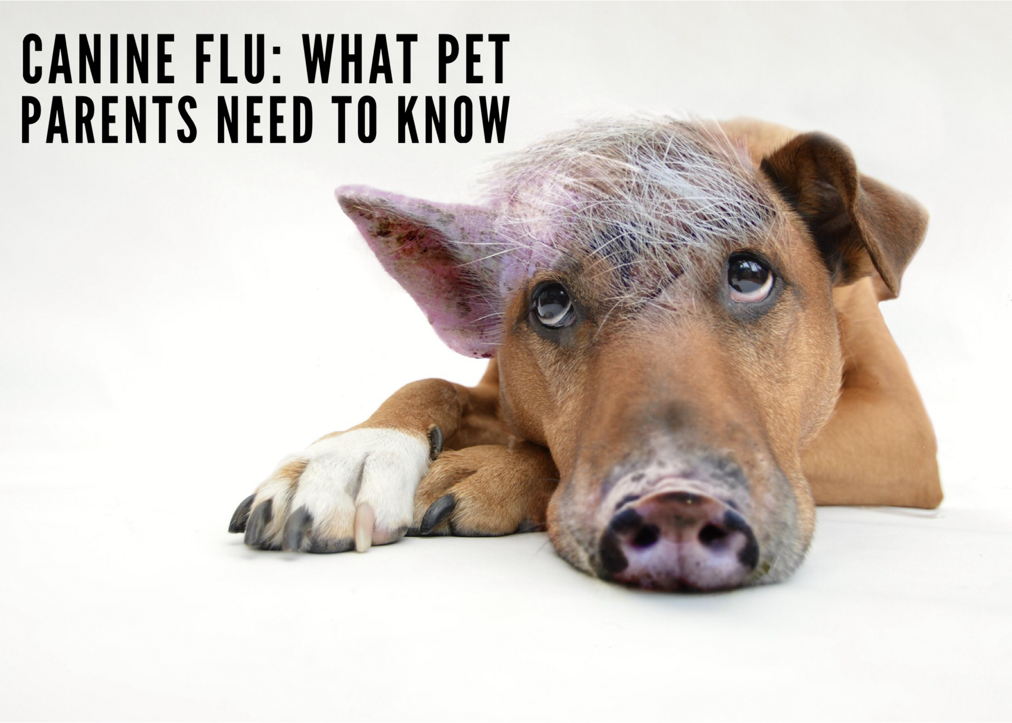 Canine Flu: What Pet Parents Need to Know