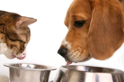 Gravy Train Dog Food, Made By Big Heart Pet Foods And Owned By Smucker’s Under FDA Pentobarbital Investigation