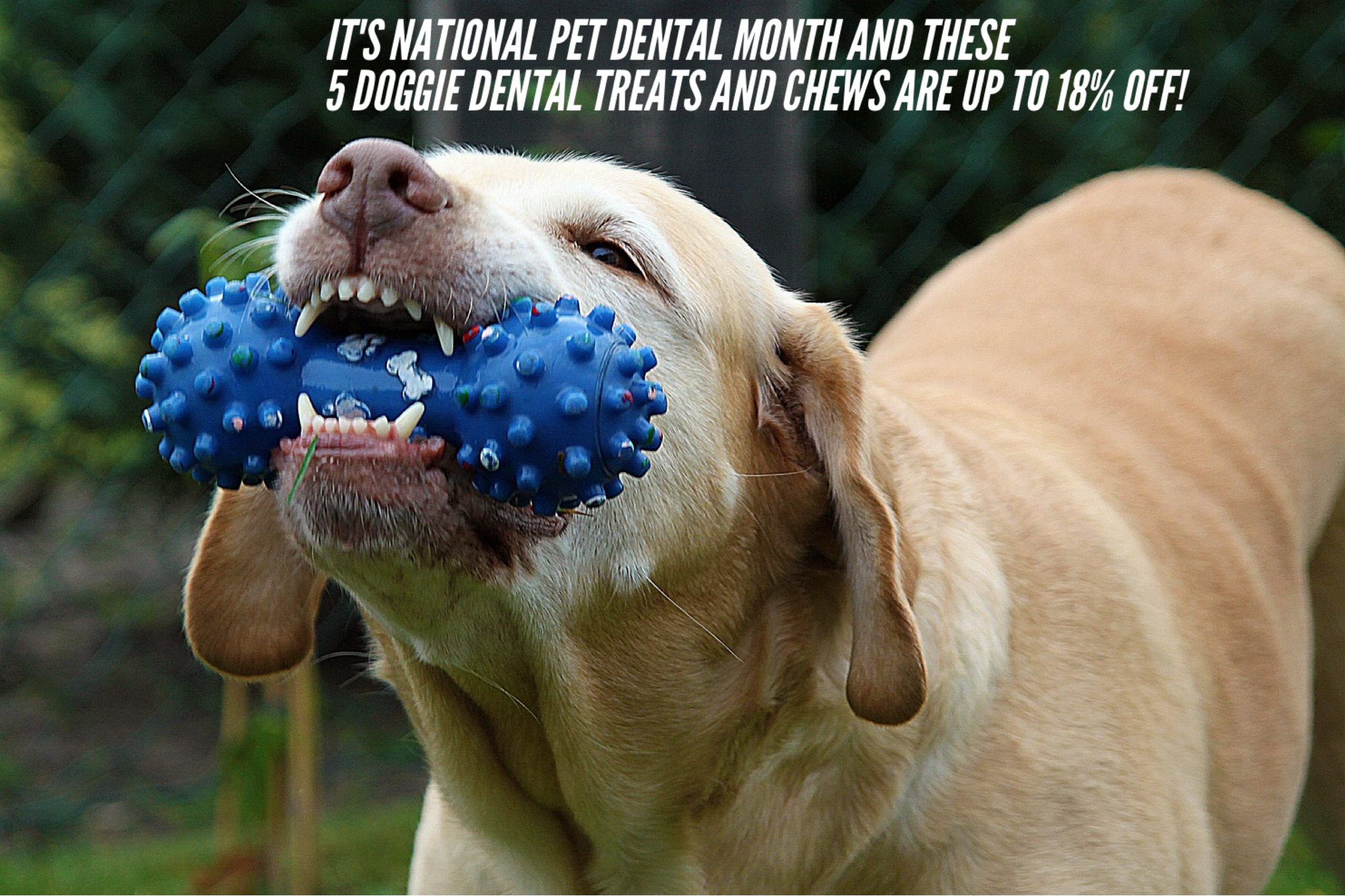 It’s National Pet Dental Month And These 5 Doggie Dental Treats And Chews Are Up To 18% Off!