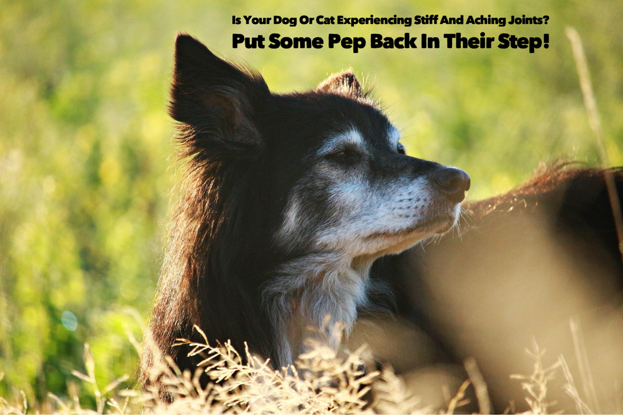 Is Your Dog Or Cat Experiencing Stiff And Aching Joints? Put Some Pep Back In Their Step!