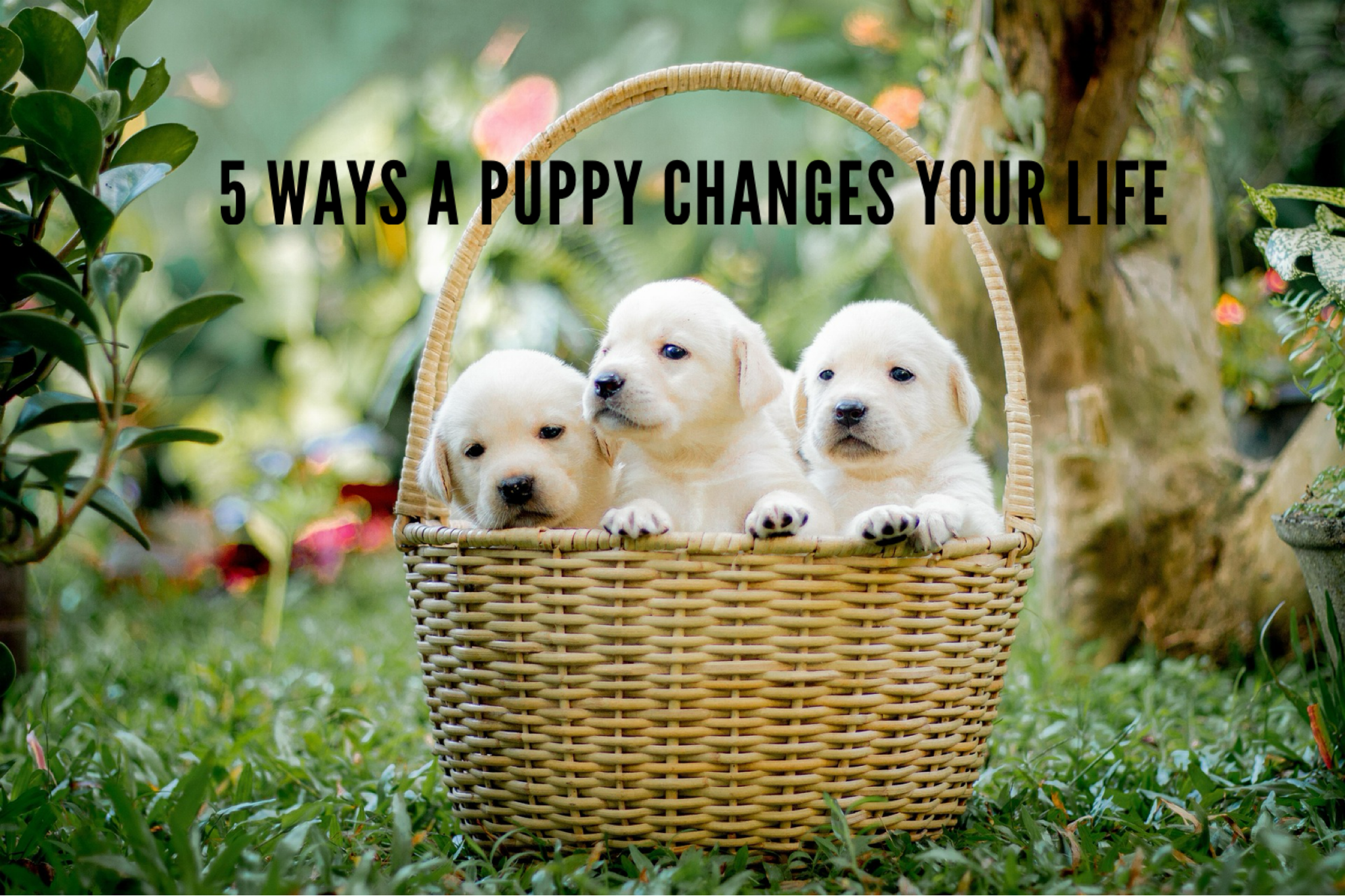 5 Ways a Puppy Changes Your Life – Happy National Puppy Day!