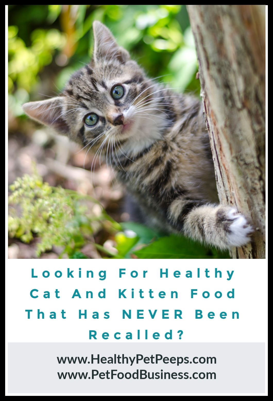 Looking For Healthy Cat And Kitten Food That Has NEVER Been Recalled?