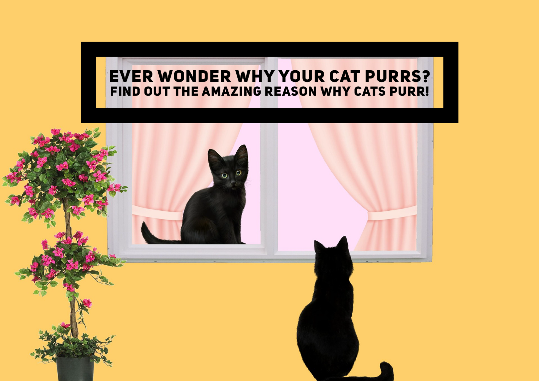 Ever Wonder Why Your Cat Purrs? Find Out The Amazing Reason Why Cats Purr!