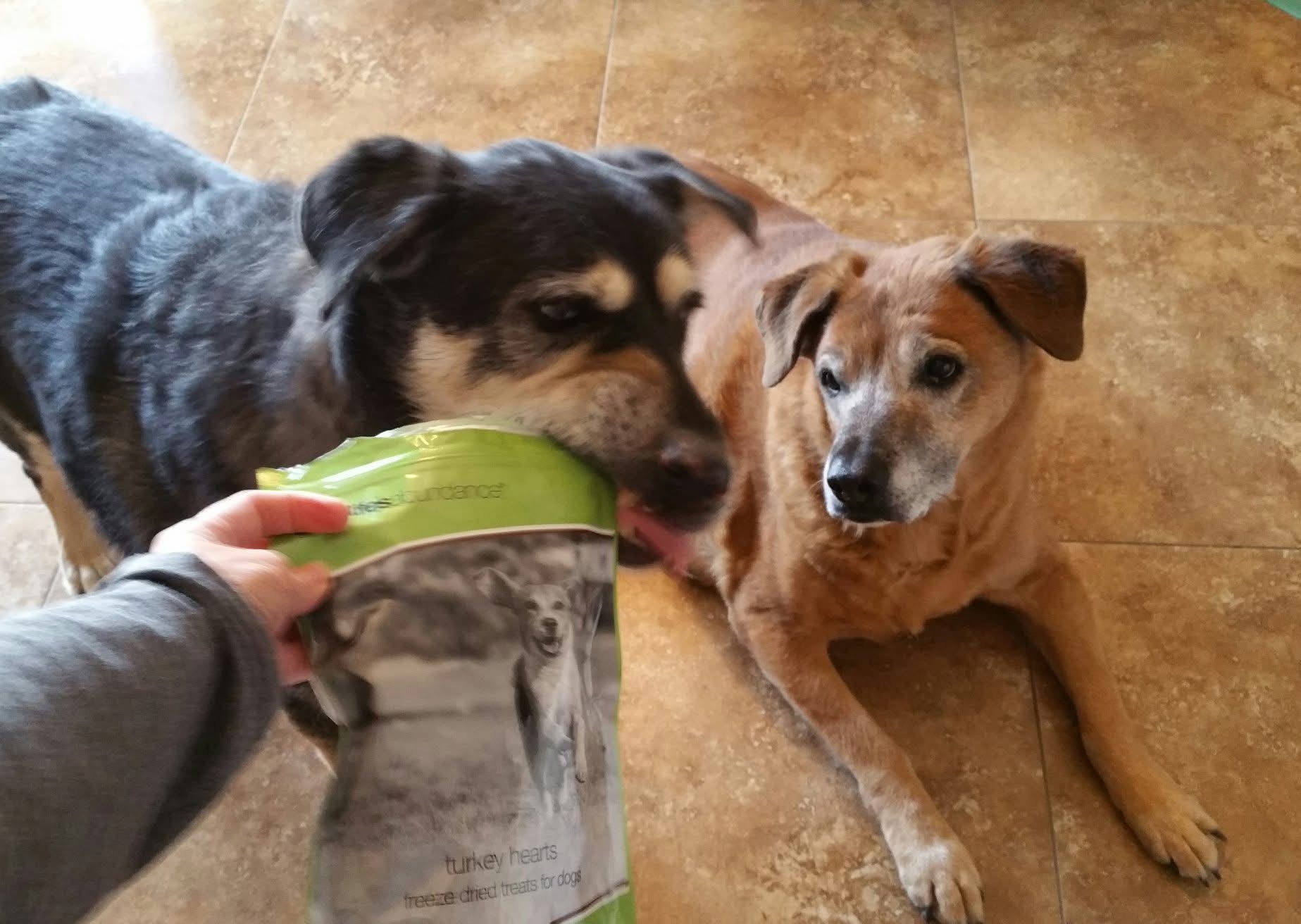 Is Your Dog Fussy? Turkey Hearts Freeze-Dried Dog Treats Are Drool Worthy!