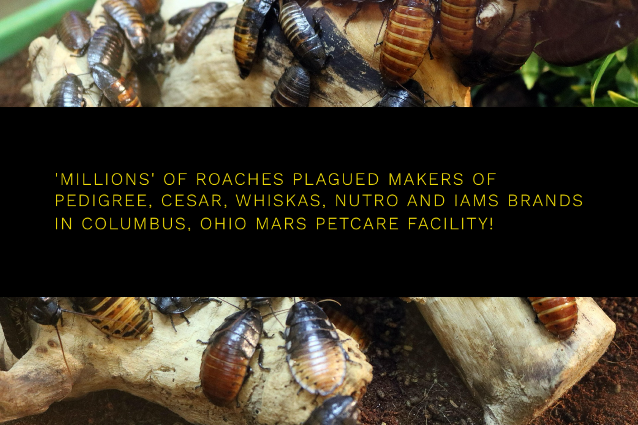‘Millions’ Of Roaches Plagued Makers Of Pedigree, Cesar, Whiskas, Nutro And IAMS Brands In Columbus, Ohio Mars Petcare Facility!