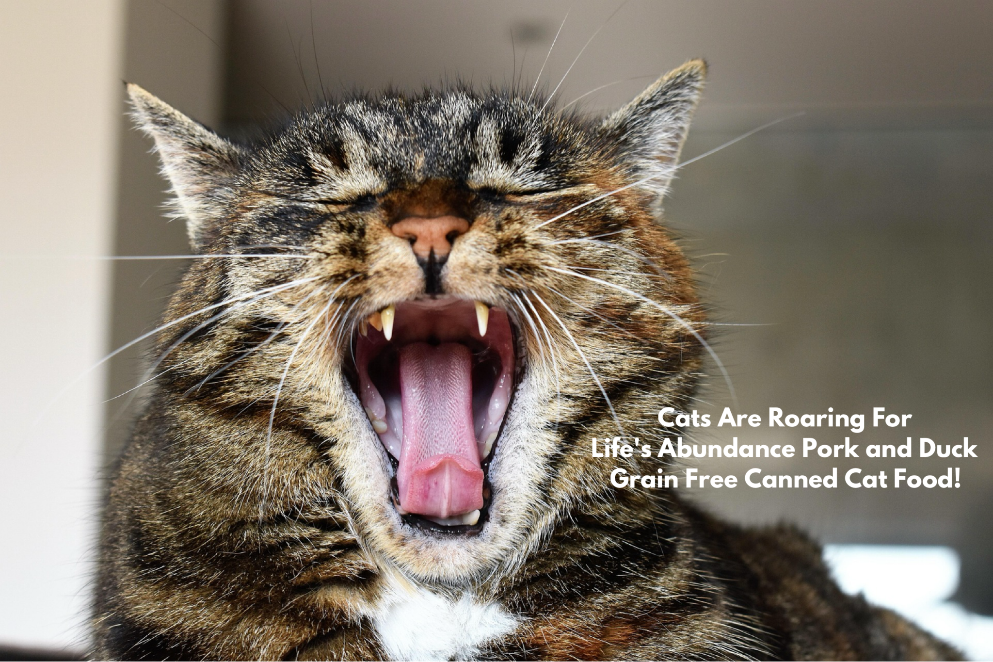 Cats Are Roaring For Life’s Abundance Pork and Duck Grain Free Canned Cat Food!