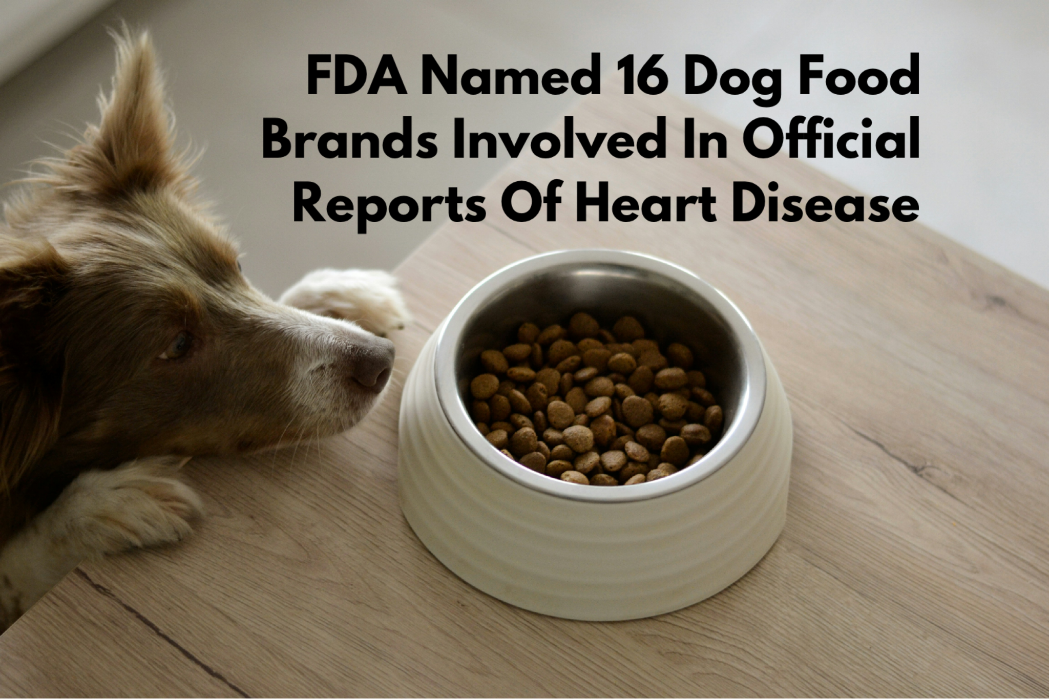 FDA Named 16 Dog Food Brands Involved In Official Reports Of Heart Disease