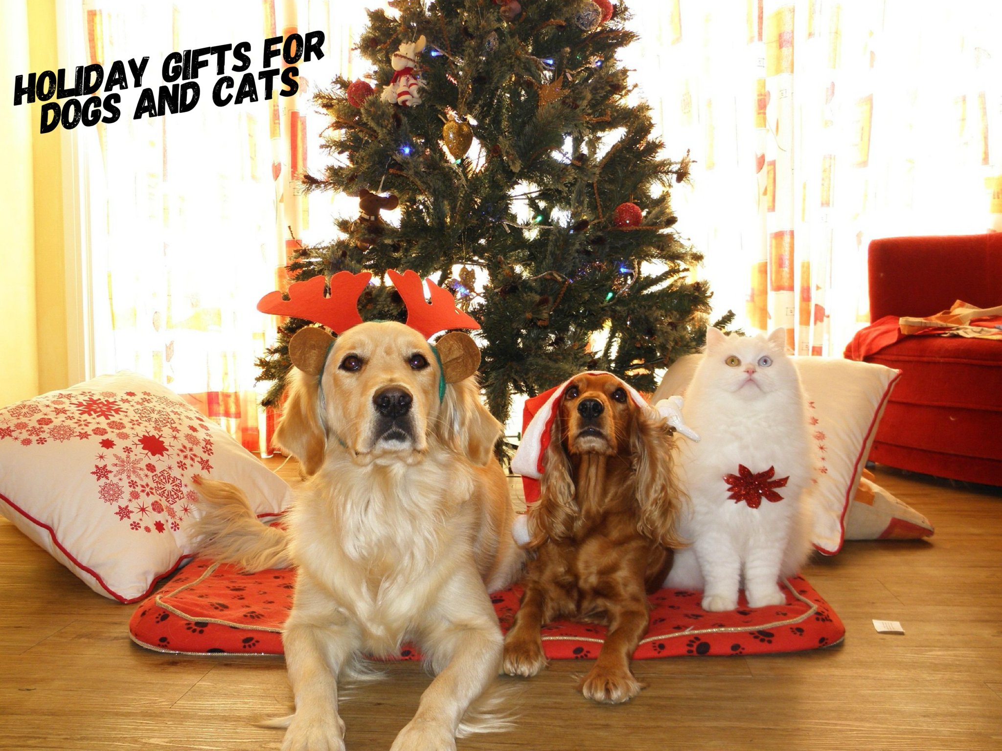 Holiday Gifts For Dogs And Cats