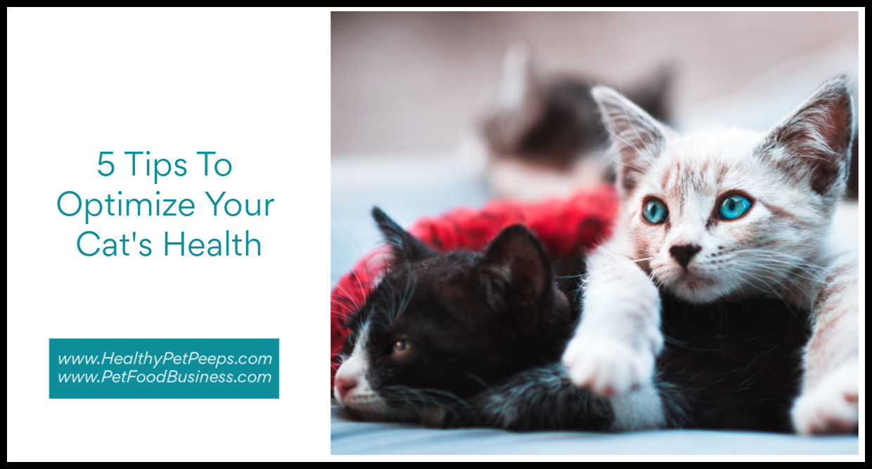 5 Tips To Optimize Your Cat’s Health