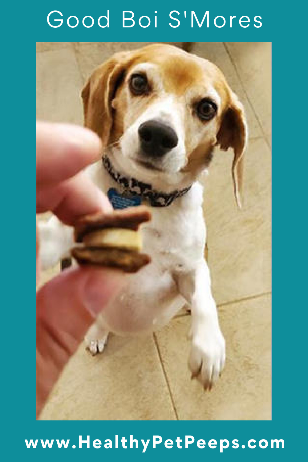 Good Boi S’Mores With Life’s Abundance Agility Formula And Turkey And Berry Chewies Dog Treats