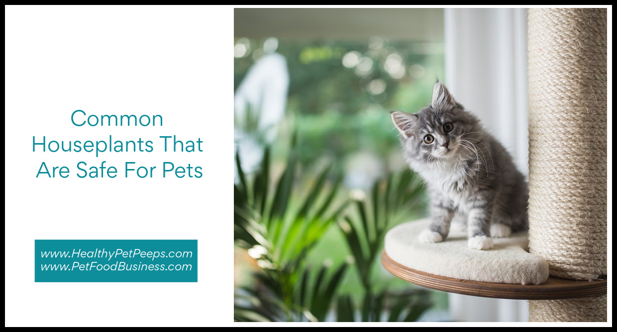 Common Houseplants That Are Safe For Pets