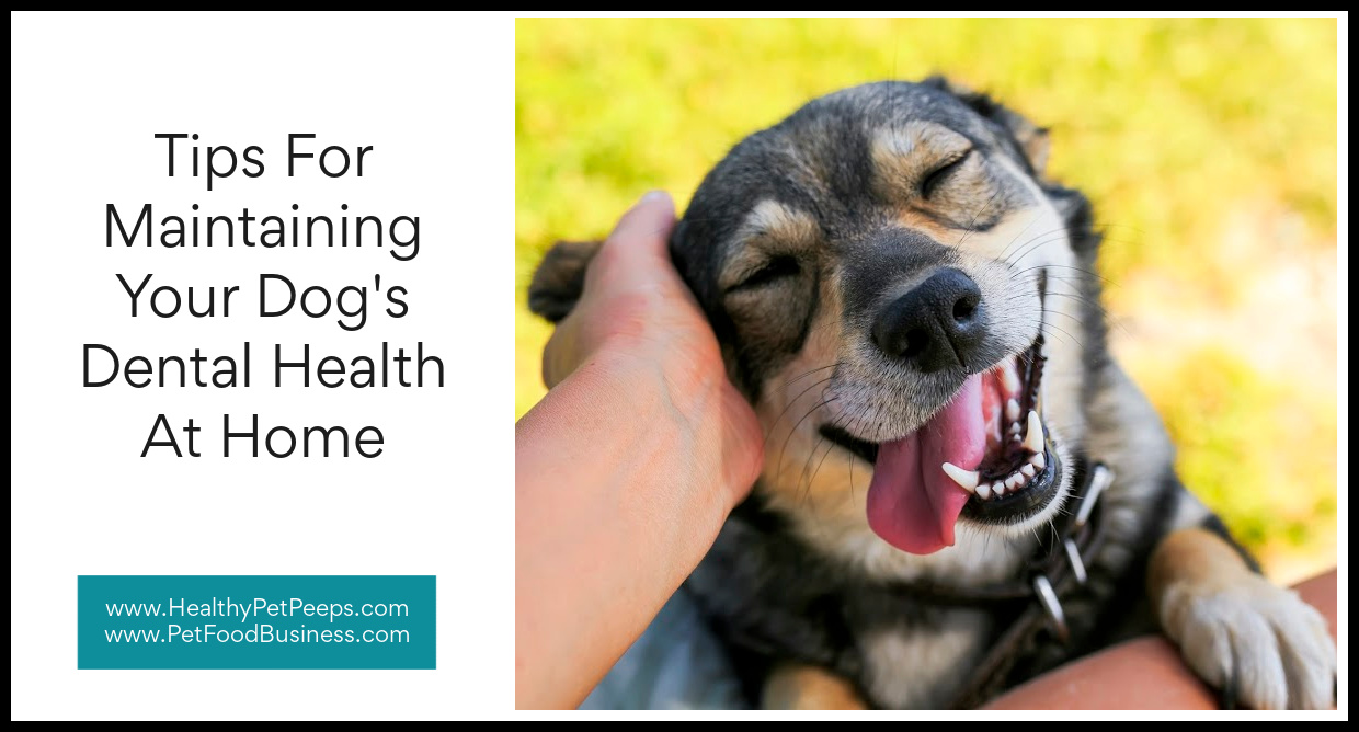 Tips For Maintaining Your Dog’s Dental Health At Home