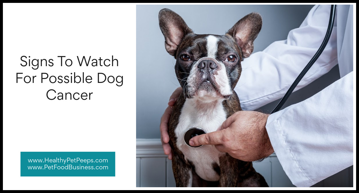 Signs To Watch For Possible Dog Cancer