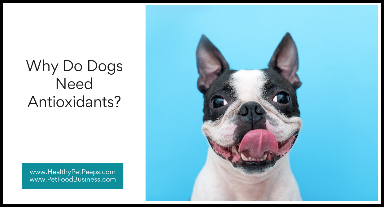 Why Do Dogs Need Antioxidants?