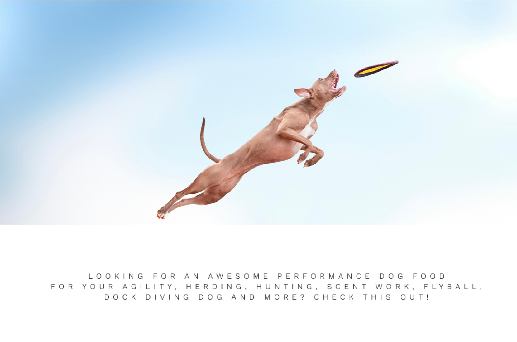 Looking For An Awesome Performance Dog Food For Your Agility, Herding, Hunting, Scent Work, Flyball, Dock Diving Dog And More? Check Out Life’s Abundance Performance Dog Food!